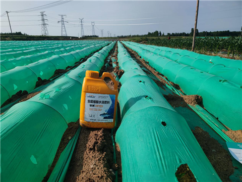 大姜，拉姆拉，翠姆