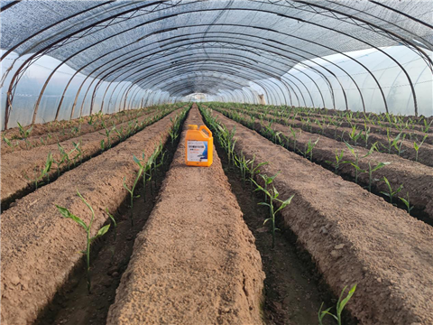 大姜，拉姆拉，翠姆