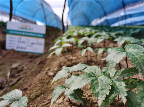 水溶肥，拉姆拉，翠姆