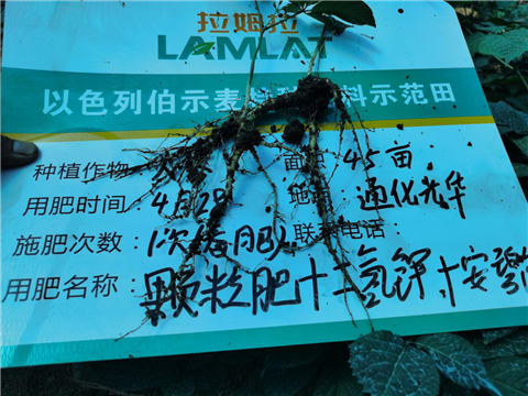 水溶肥，拉姆拉，翠姆