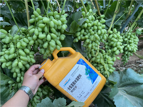 生根劑，翠姆，拉姆拉