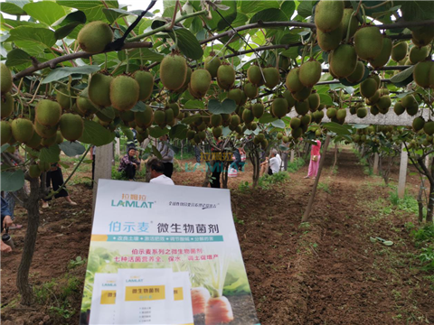 生根劑，翠姆，拉姆拉