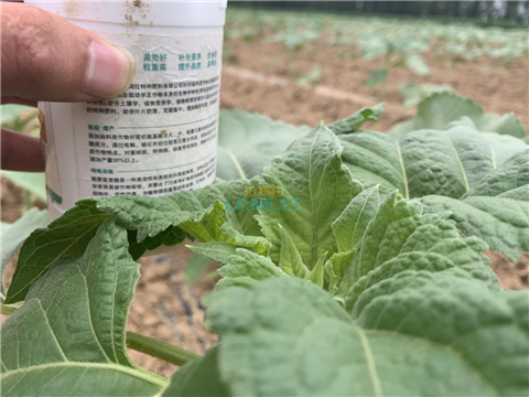 水溶肥，翠姆，拉姆拉