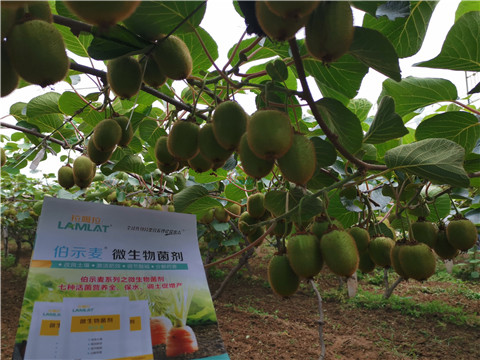 水溶肥，伯示麥，拉姆拉