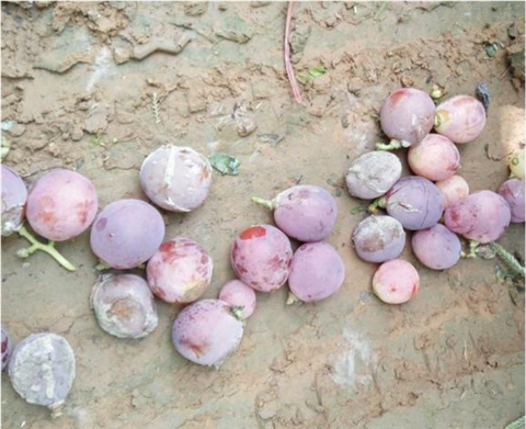 水溶肥，翠姆，拉姆拉