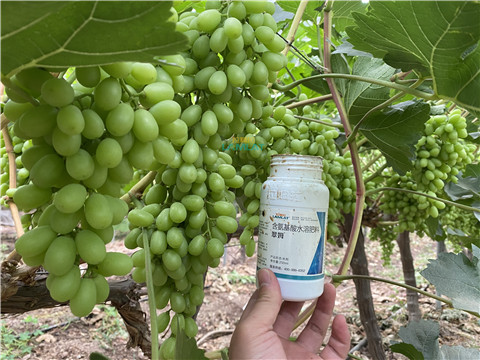 水溶肥，翠姆，拉姆拉