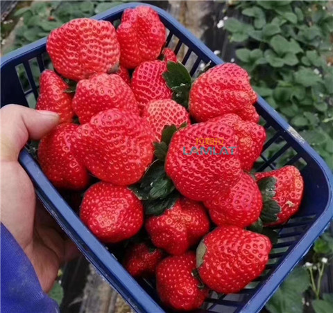 鈣肥，翠姆，拉姆拉