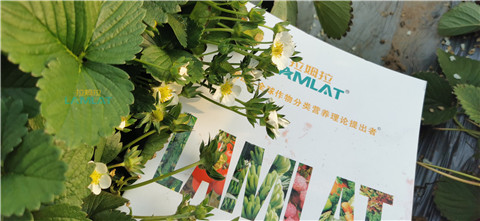 鈣肥，翠姆，拉姆拉