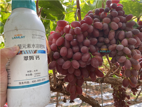 鈣肥，翠姆，拉姆拉