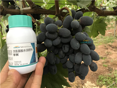 鈣肥，翠姆，拉姆拉