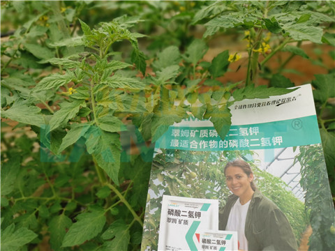 水溶肥，翠姆，拉姆拉