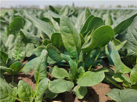 水溶肥，翠姆，拉姆拉