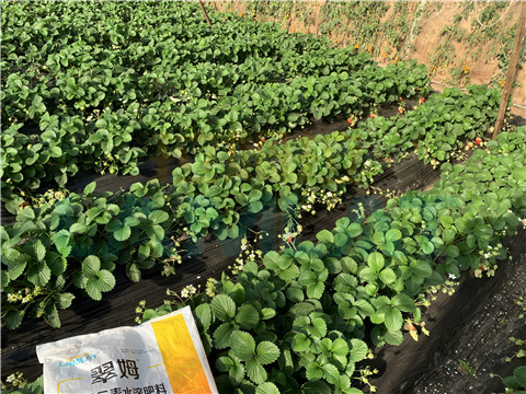 水溶肥，翠姆，拉姆拉