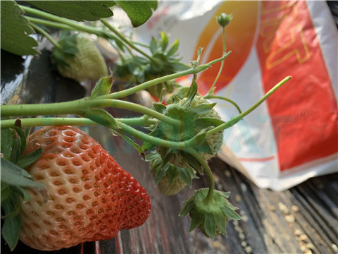 水溶肥，翠姆，拉姆拉