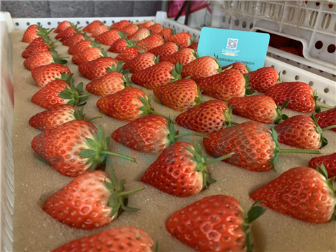 水溶肥，翠姆，拉姆拉