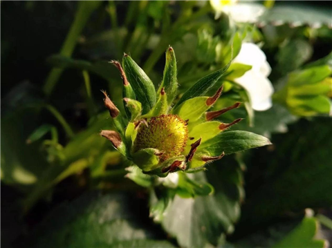 鈣肥，翠姆，拉姆拉