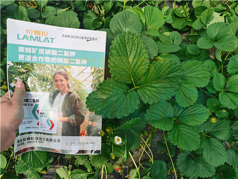 l磷酸二氫鉀，拉姆拉，翠姆