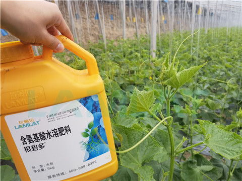 生根劑，拉姆拉，翠姆