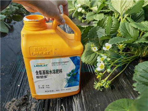 水溶肥，拉姆拉，翠姆