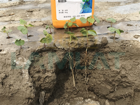 水溶肥，拉姆拉，翠姆