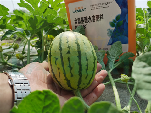 水溶肥，拉姆拉，翠姆