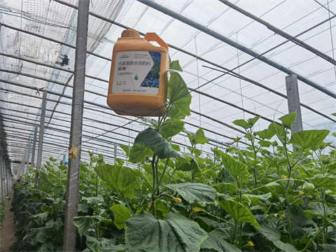 水溶肥，翠姆，拉姆拉