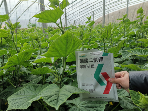 水溶肥，翠姆，拉姆拉