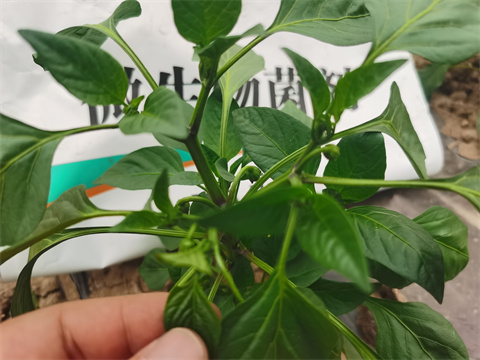 水溶肥，翠姆，拉姆拉