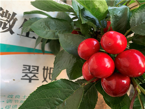 水溶肥,翠姆,櫻桃管理技術(shù) 水溶肥,翠姆,櫻桃管理技術(shù)