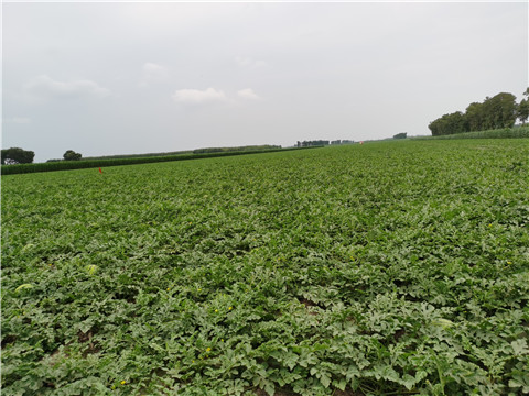 水溶肥,翠姆,西瓜 水溶肥,翠姆,西瓜