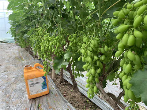 水溶肥廠家,葡萄,翠姆水溶肥 水溶肥廠家,葡萄,翠姆水溶肥