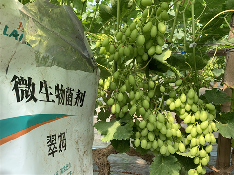 水溶肥廠家,葡萄,翠姆水溶肥 水溶肥廠家,葡萄,翠姆水溶肥