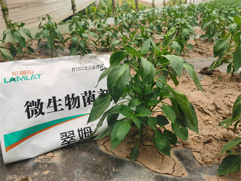 微生物菌劑,翠姆,拉姆拉 微生物菌劑,翠姆,拉姆拉