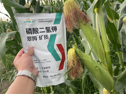 水溶肥,翠姆,玉米種植 水溶肥,翠姆,玉米種植