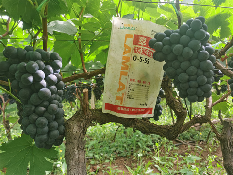 水溶肥價(jià)格,翠姆,葡萄水溶肥 水溶肥價(jià)格,翠姆,葡萄水溶肥