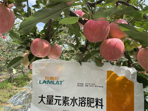 水溶肥價(jià)格,翠姆,蘋(píng)果種植 水溶肥價(jià)格,翠姆,蘋(píng)果種植