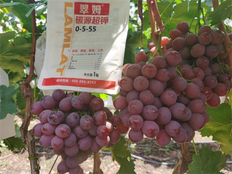 水溶肥,翠姆,葡萄著色期管理 水溶肥,翠姆,葡萄著色期管理