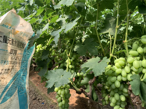水溶肥,翠姆,葡萄種植 水溶肥,翠姆,葡萄種植