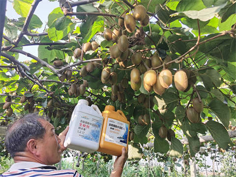 水溶肥,拉姆拉,獼猴桃種植 水溶肥,拉姆拉,獼猴桃種植