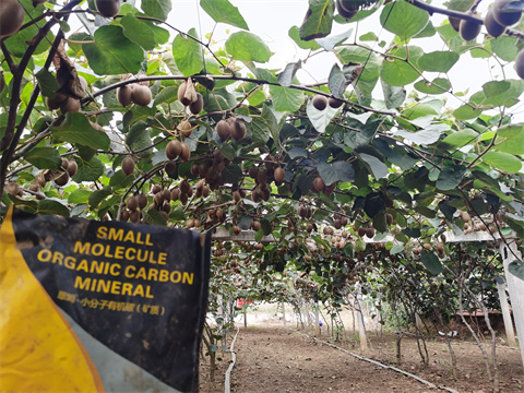 水溶肥,拉姆拉,獼猴桃種植 水溶肥,拉姆拉,獼猴桃種植