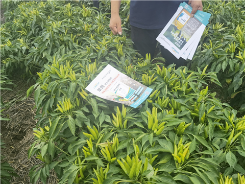 水溶肥廠家,翠姆,辣椒水溶肥 水溶肥廠家,翠姆,辣椒水溶肥