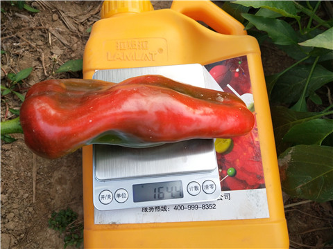 水溶肥廠家,翠姆,辣椒水溶肥 水溶肥廠家,翠姆,辣椒水溶肥