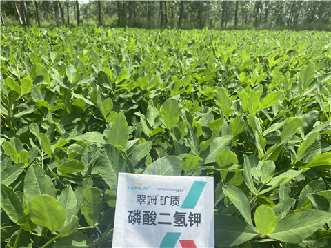 水溶肥品牌,翠姆,花生水溶肥 水溶肥品牌,翠姆,花生水溶肥