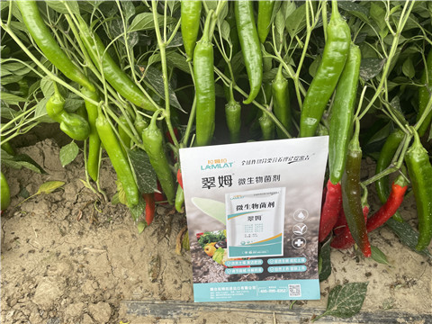 微生物菌劑,翠姆,辣椒水溶肥 微生物菌劑,翠姆,辣椒水溶肥