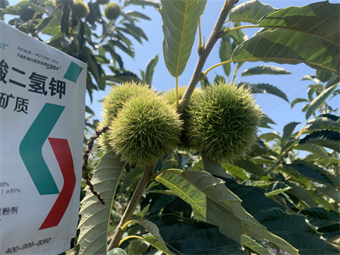 水溶肥,翠姆,板栗種植 水溶肥,翠姆,板栗種植