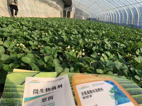 水溶肥價(jià)格，翠姆，草莓水溶肥