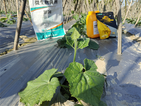 水溶肥,翠姆,黑皮冬瓜水溶肥 水溶肥,翠姆,黑皮冬瓜水溶肥