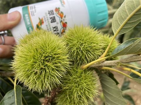 水溶肥品牌,板栗?；ū９?翠姆雙保