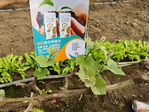 進(jìn)口水溶肥,葡萄施肥,翠姆水溶肥