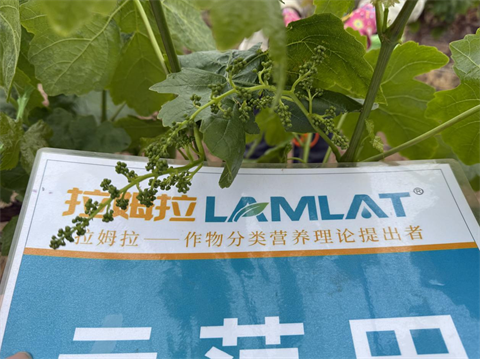 水溶肥廠家,葡萄種植,拉姆拉滴灌級(jí)特種肥